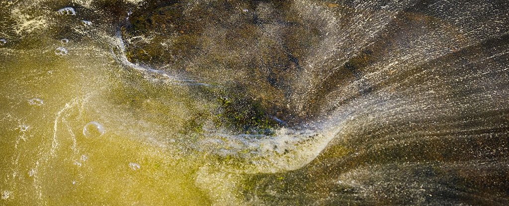 Pollen in lake water in Sweden.    