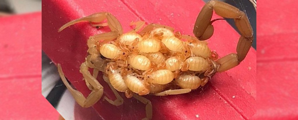 Mum and baby bark scorpions. 