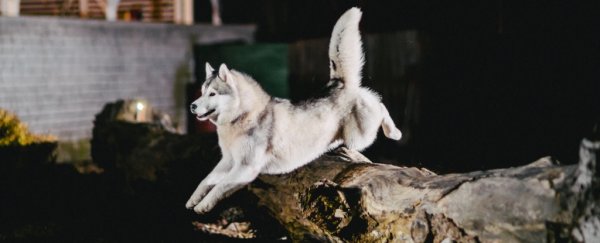 10,000-year-old dog remains from Alaska hint at a beautiful tale of migrating together