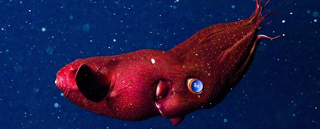 Lost, precious fossil turns out to be a 30 million year old vampire squid