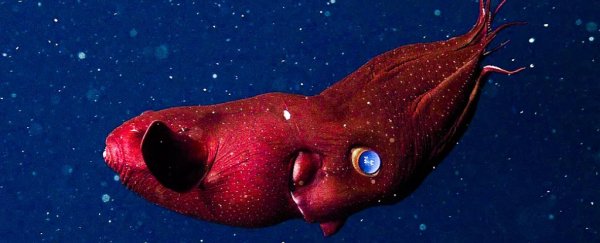 Long-lost, priceless fossil turns out to be a 30-million-year-old vampire squid