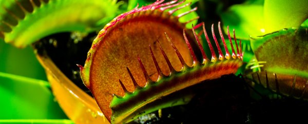 In a weird twist, scientists discover Venus flytraps generate little magnetic fields