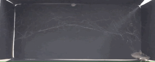 Spiders weave catapult-like mechanisms into their webs to hoist unwieldy prey