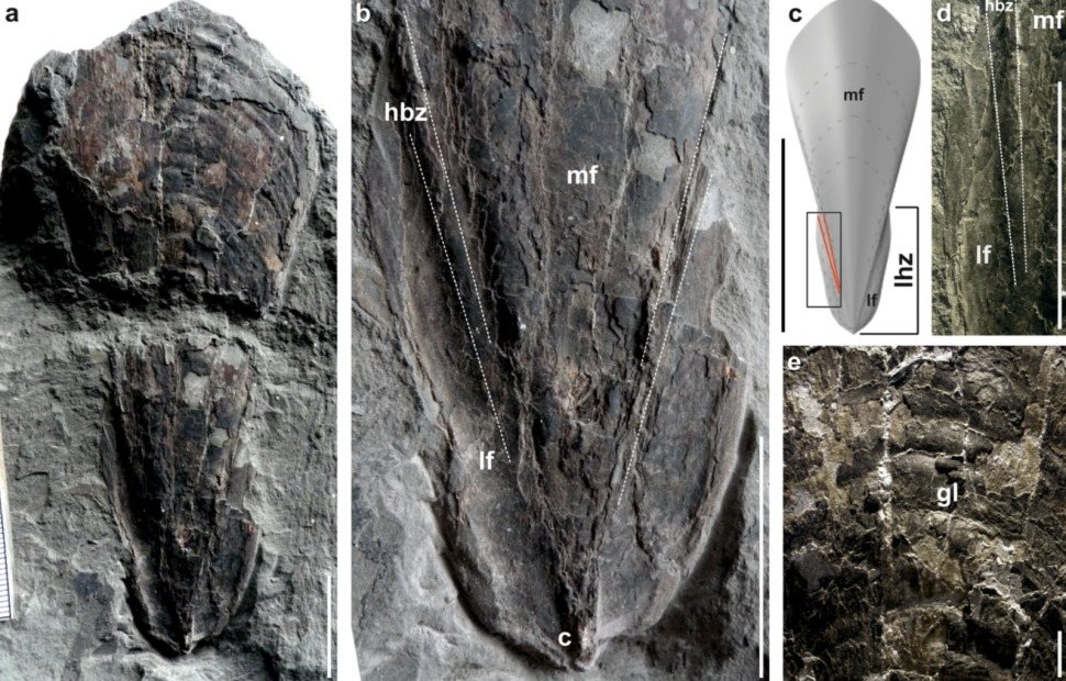 The fossil.  (Košťák et al., Communications Biology, 2021)