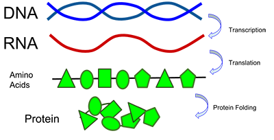 DNA protein 400px