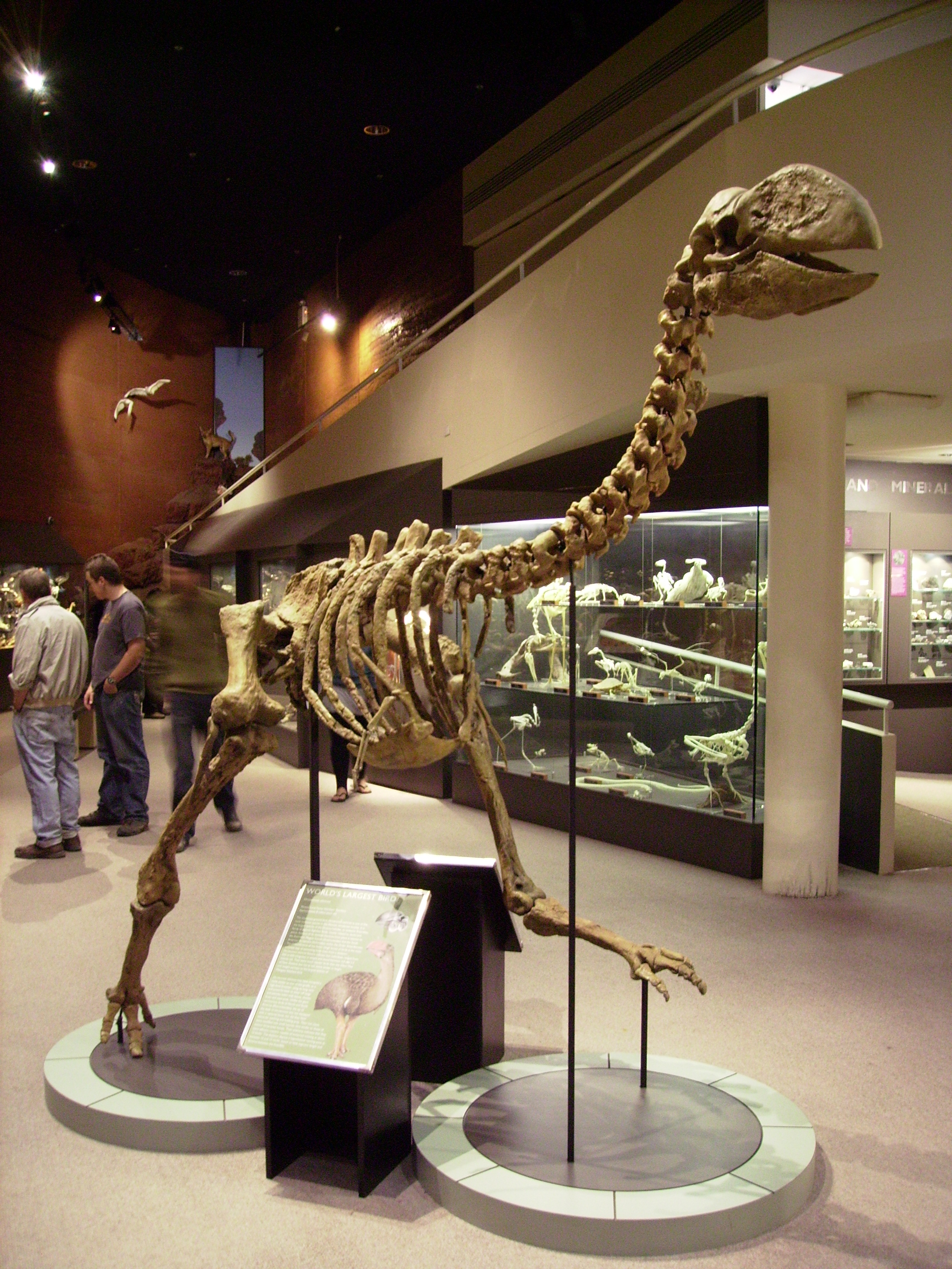 Reconstruction of a Dromornis planei skeleton, Museum of the Northern Territory. (Trevor Worthy/Flinders University)