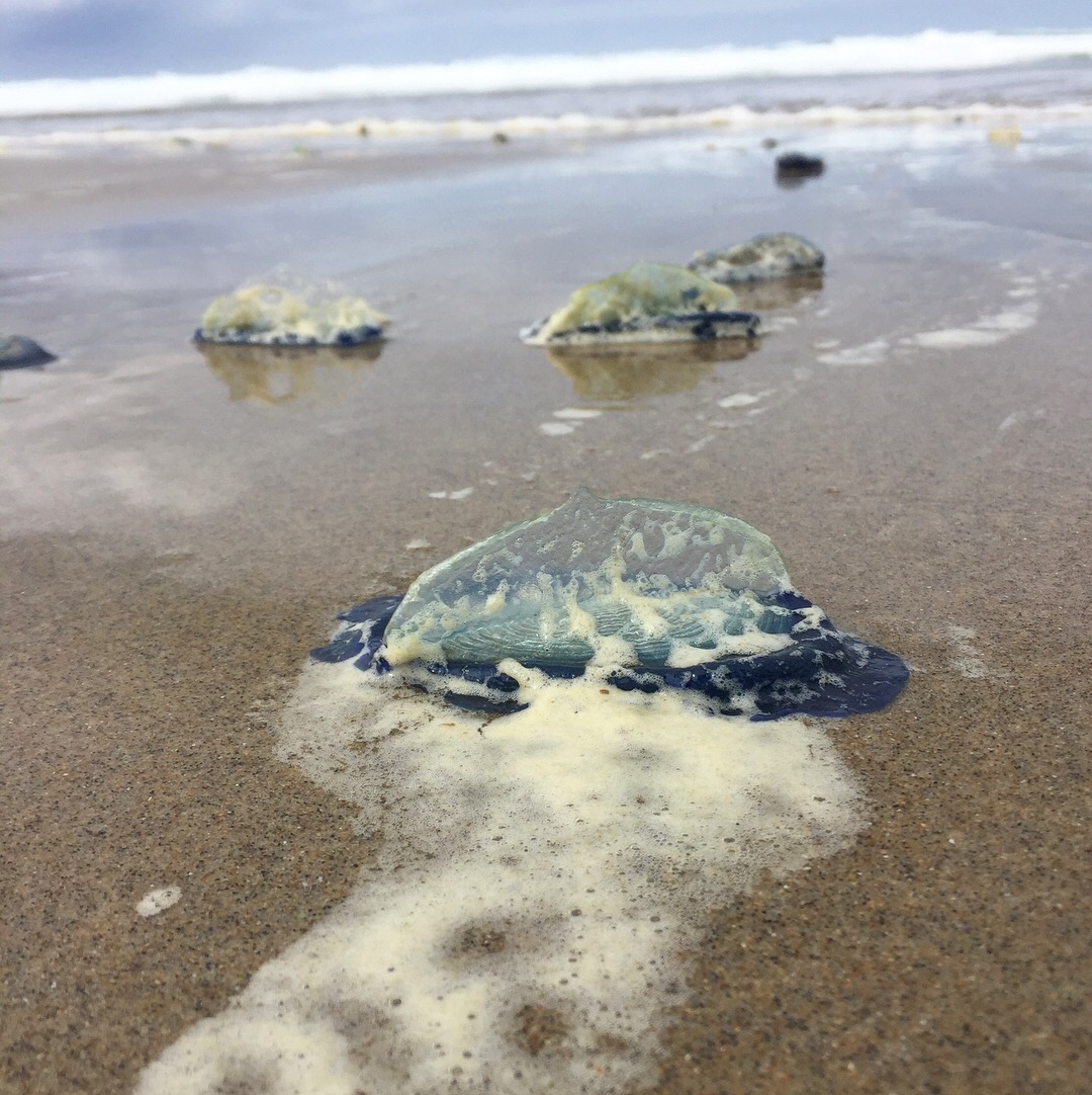 Velella 1