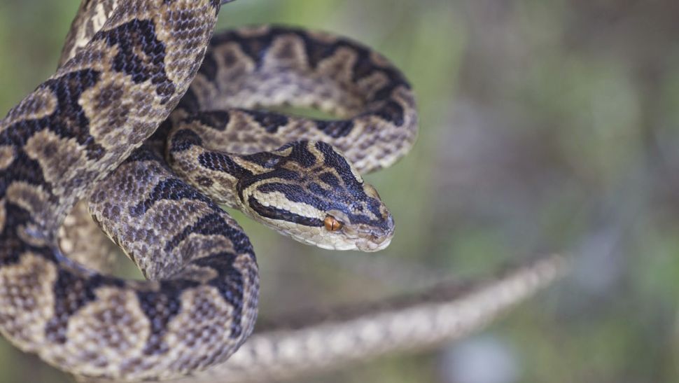 Researchers studied the genome of the Taiwan habu, a venomous brown pit viper. (Alexander Mikheyev)