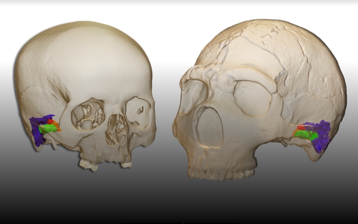 ear comparison