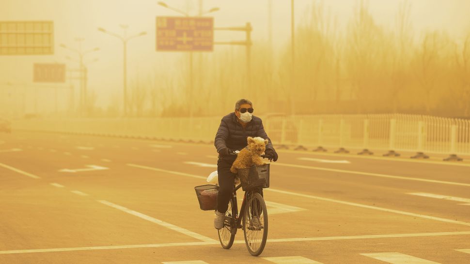 A masked man cycling with his dog during the sandstorm in Beijing, China. (Getty Images)