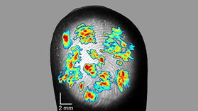 fingerprint image