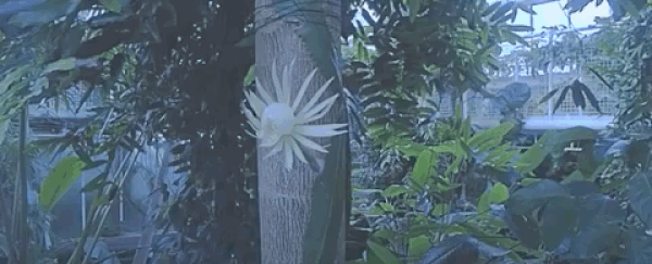 Watch a super-elusive moonflower cactus bloom in this gorgeous, rare time lapse