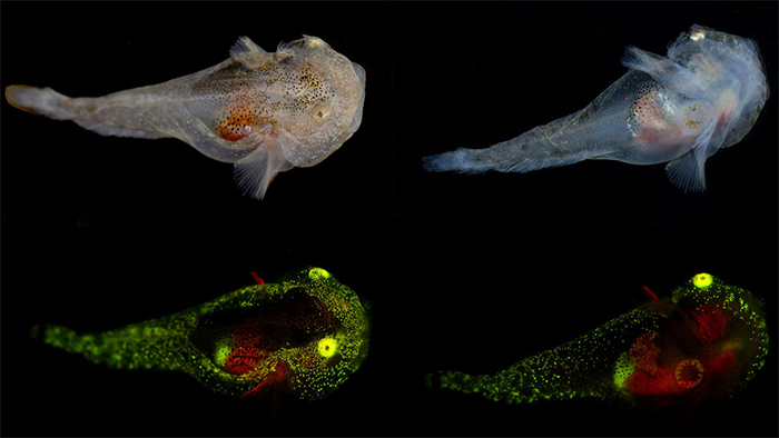 Four images of a juvenile variegated snailfish with normal colour and fluorescing green and red