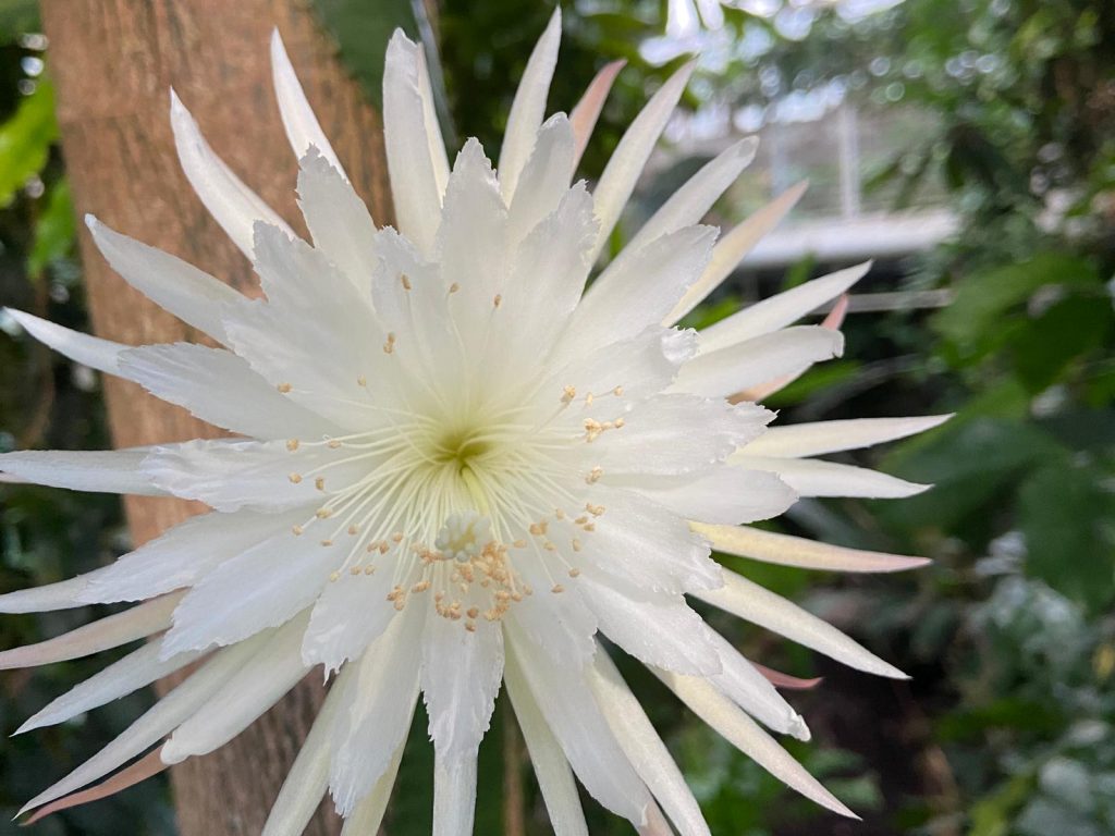 moonflower Image 2021 02 20 at 17.27.16 1 1024x768