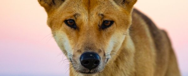 99% of Australia's wild dog 'problem' turns out to be a different animal