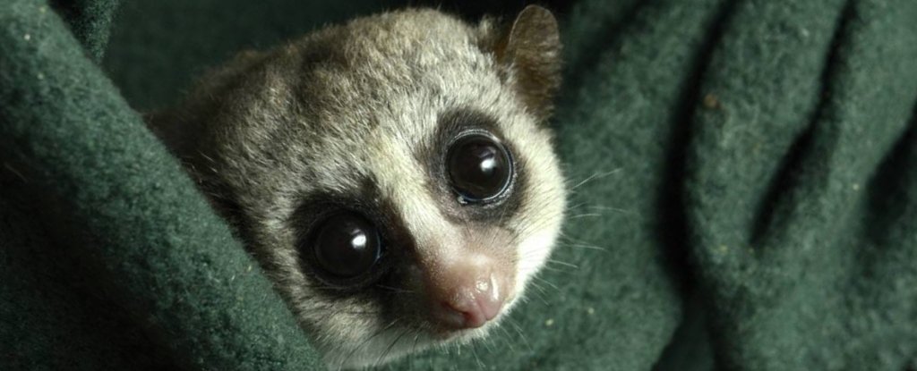 A fat-tailed dwarf lemur. 