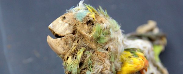 Mummified birds in the Atacama desert reveal a truly dark side of history