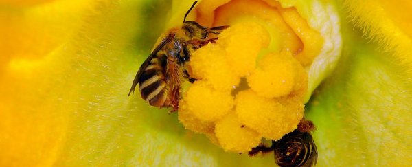 Landmark study shows soil pesticide reduces wild bee reproduction by 89%