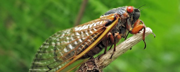 Giant Brood of Billions of Insects Set to Emerge in US in Mass ...