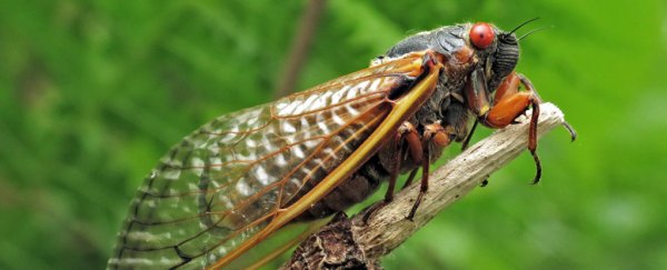 Giant brood of billions of insects set to emerge in US in mass synchronized event