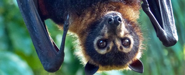 One type of bat mysteriously can't echolocate. We may finally know why