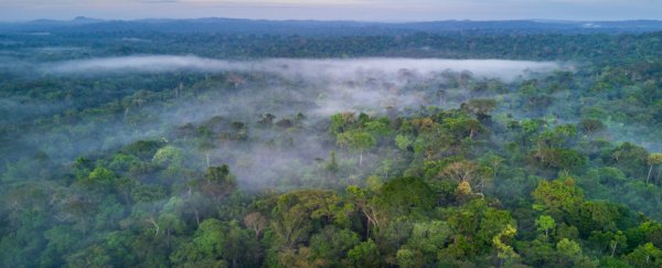 The Amazon May Now Actually Be Making Climate Change Worse, Scientists Warn