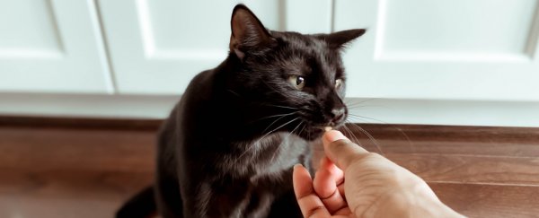 Your indifferent cat won't choose your friend over your enemy, research finds