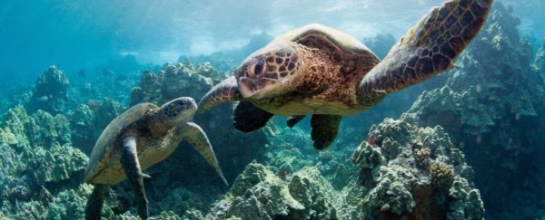 Ocean creatures mysteriously swim in circles, and scientists don't know why