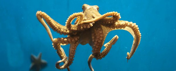 Octopuses not only feel pain physically, but emotionally too, first study finds