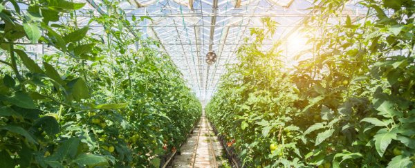 Semi-transparent solar cells can power greenhouses without stunting plant growth
