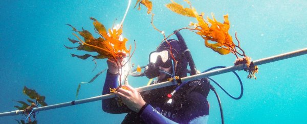 Scientists develop an 'elevator' to generate kelp for biofuels 4x faster than normal