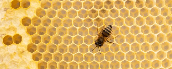 Some animals will go to social distancing extremes if it means keeping the group safe