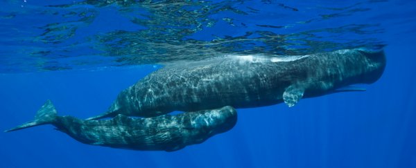 Sperm whales learned how to dodge harpoons and taught the skills to others