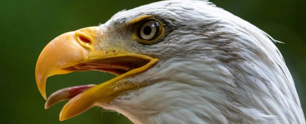 After 25 years, we finally know the mystery cause of gruesome bald eagle deaths