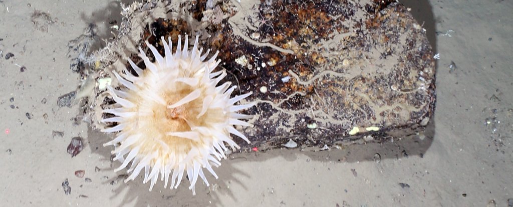 The Calved Brunt ice plank reveals a sea floor that is 50 years full of life