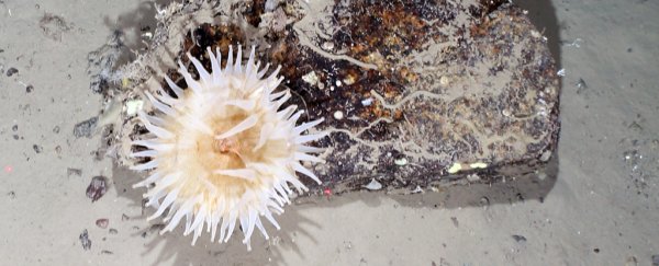 The calved Brunt Ice Shelf reveals a seafloor teeming with life hidden for 50 years