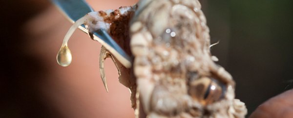 Humans have the biological toolkit to have venomous saliva, study finds