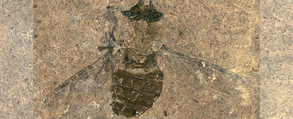 Fossil fly from the Messel Pit in Germany. 