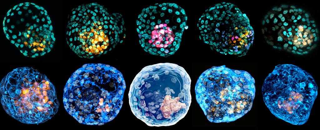 Embryo-like forms derived from skin cells offer a divisive new way of studying human life