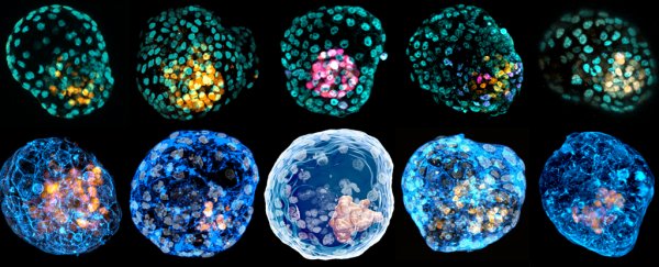 Embryo-like forms coaxed from skin cells offer a divisive new way to study human life