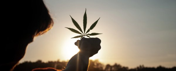 If you use cannabis, here's what you need to know about its greenhouse gas emissions