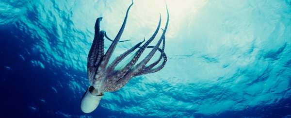 Fossils reveal cephalopods may be 30 million years older than we thought