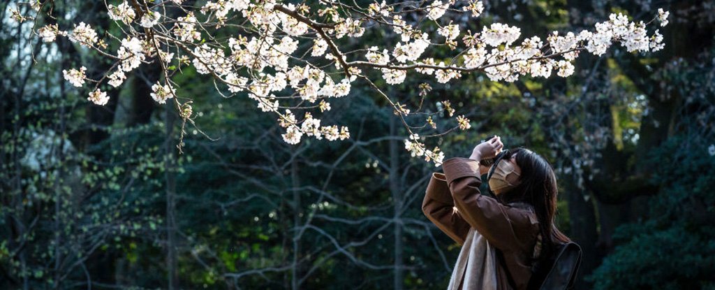 Cherry blossom bloom on 23 March 2021 in Tokyo, Japan. 