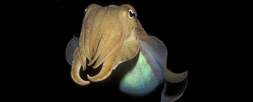 A cephalopod has passed a cognitive test designed for human children