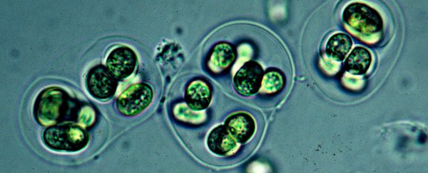 This discovery just changed what we know about the earliest life forms on Earth