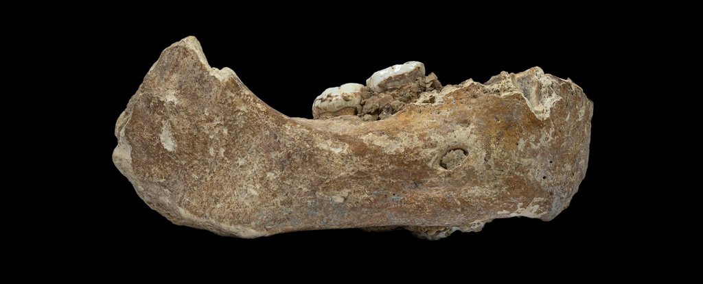 One of few known Denisovan remains, a jawbone found in Tibet. 