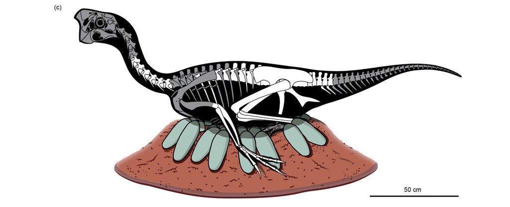 Fossil Jaw Fossil Search contains a dinosaur perched on an entire clutch of eggs