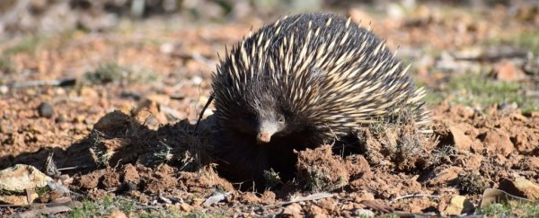 Echidnas do their part to fight climate change without even thinking about it