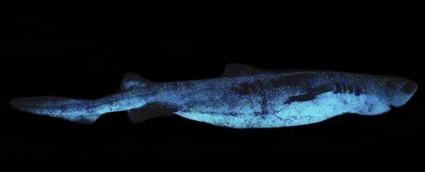 We just found the largest luminous glowing shark species in the world
