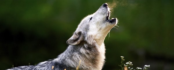 A single cave in Germany is one possible origin of early wolf domestication
